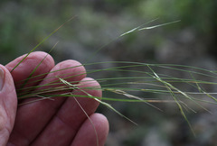 Aristida gracilipes