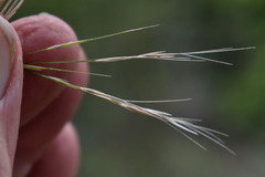Aristida gracilipes
