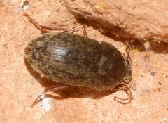Pseudoseriscius