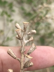 Cakile edentula harperi