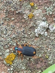 Chlaenius malachinus