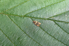 Celypha aurofasciana