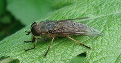 Tabanus sudeticus