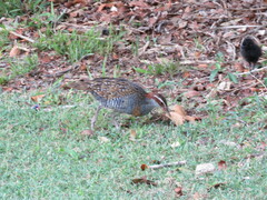 Gallirallus philippensis