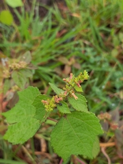 Triumfetta rhomboidea