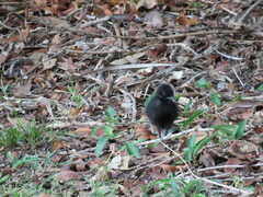 Gallirallus philippensis