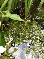 Riccia fluitans