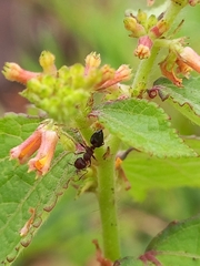 Crematogaster rothneyi