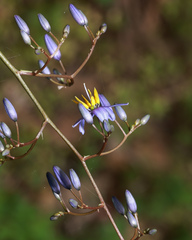 Dianella