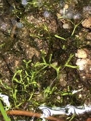 Riccia fluitans
