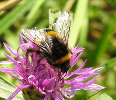 Bombus