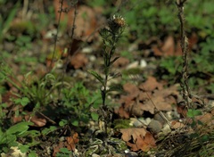 Carlina vulgaris