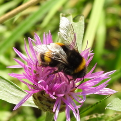 Bombus