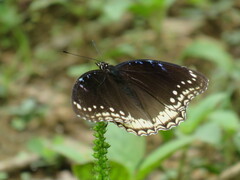 Euploea mulciber