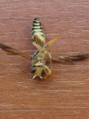 Polistes chinensis