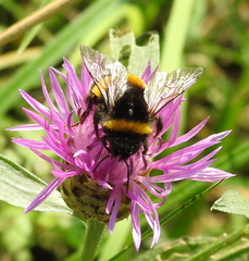 Bombus