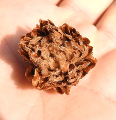 Andricus foecundatrix