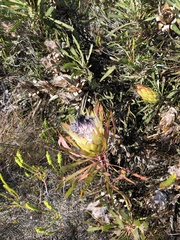 Protea longifolia