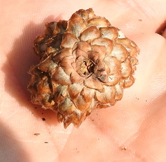 Andricus foecundatrix