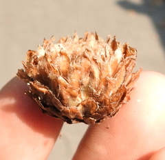 Andricus foecundatrix