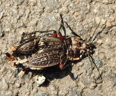Carabus cancellatus