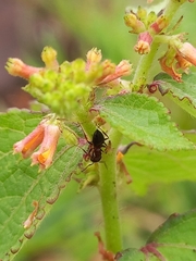 Crematogaster rothneyi