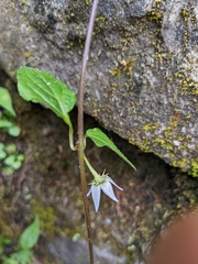 Lycianthes lysimachioides