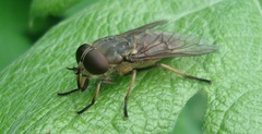 Tabanus sudeticus