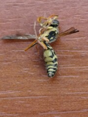 Polistes chinensis
