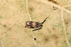 Celypha flavipalpana