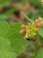 Crematogaster rothneyi