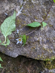 Lycianthes lysimachioides