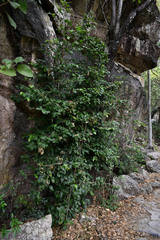 Meiogyne heteropetala