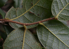 Meiogyne heteropetala