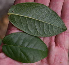 Meiogyne heteropetala