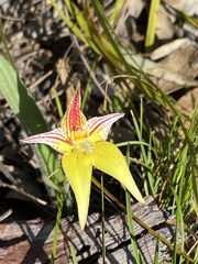 Caladenia flava