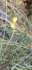 Diplotaxis tenuifolia
