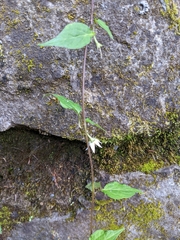 Lycianthes lysimachioides