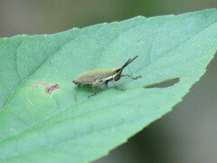 Pyrgomorphidae