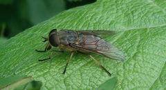 Tabanus sudeticus