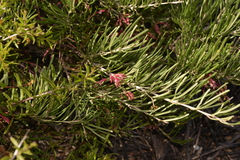 Grevillea pinaster
