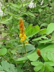 Senna alata
