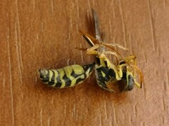 Polistes chinensis