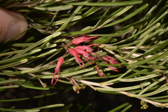 Grevillea pinaster