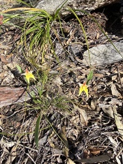 Caladenia flava