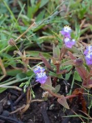 Cyanotis fasciculata