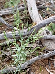 Pimelea trichostachya
