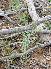 Pimelea trichostachya