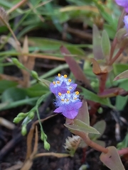 Cyanotis fasciculata