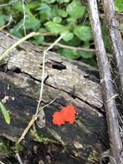 Tulasnella aurantiaca